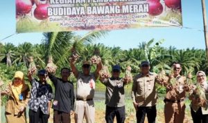 panen bersama bawang merah di lahan Kelompok Tani Jaya Makmur